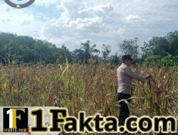 Pengecekan Tanaman Jagung Pipil Kuartal I Mendukung Program Swasembada Pangan di Wilayah Hukum Polsek Siak Hulu