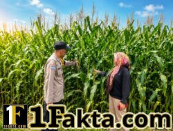 Kawal Program Ketahan Pangan Bhabinkamtibmas Desa Tanah Merah Turun Cek Perkembangan Tanaman Jagung Kuartal I