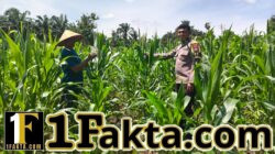 Prioritas Ketahan Pangan Bhabinkamtibmas Polsek Bangkinang Barat Ritun dan Aktif Pendampingan Petani Rawat Tanaman Jagung