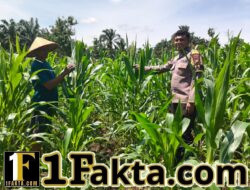 Prioritas Ketahan Pangan Bhabinkamtibmas Polsek Bangkinang Barat Ritun dan Aktif Pendampingan Petani Rawat Tanaman Jagung