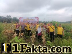 Polsek Siak Hulu Bersama Kelompok Tani Mandiri Gelar Panen Jagung Pipil Kuartal II di Desa Baru