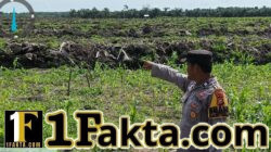 Bhabinkamtibmas Desa Pangkalan Baru Cek Perkembangan Jagung Pipil KOPPSA-M, Dukung Swasembada Pangan Nasional 2026