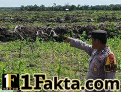 Bhabinkamtibmas Desa Pangkalan Baru Cek Perkembangan Jagung Pipil KOPPSA-M, Dukung Swasembada Pangan Nasional 2026