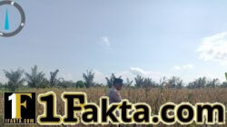 Bhabinkamtibmas Desa Pandau Jaya Lakukan Pengecekan Tanaman Jagung Pipil Dukung Program Swasembada Pangan 2026
