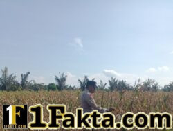 Bhabinkamtibmas Desa Pandau Jaya Lakukan Pengecekan Tanaman Jagung Pipil Dukung Program Swasembada Pangan 2026