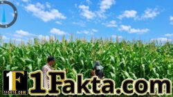 BHABINKAMTIBMAS DESA TANAH MERAH LAKSANAKAN PENGECEKAN TANAMAN JAGUNG PIPIL DALAM RANGKA MENDUKUNG SWASEMBADA PANGAN 2026