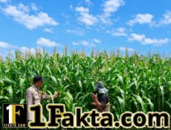BHABINKAMTIBMAS DESA TANAH MERAH LAKSANAKAN PENGECEKAN TANAMAN JAGUNG PIPIL DALAM RANGKA MENDUKUNG SWASEMBADA PANGAN 2026