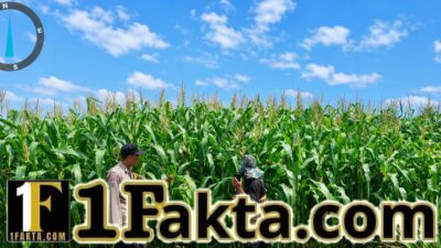 BHABINKAMTIBMAS DESA TANAH MERAH LAKSANAKAN PENGECEKAN TANAMAN JAGUNG PIPIL DALAM RANGKA MENDUKUNG SWASEMBADA PANGAN 2026