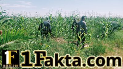 Cek Perkembangan Jagung di PT. Simas Sawit Aliantan Polsek Bangkinang Barat Mengharapkan Hasil Maksimal