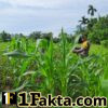 Aktif Bhabinkamtibmas Cek Tanaman Jagung Desa Binaan, Dalam Rangka Dukung Ketahanan Pangan Nasional