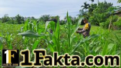 Aktif Bhabinkamtibmas Cek Tanaman Jagung Desa Binaan, Dalam Rangka Dukung Ketahanan Pangan Nasional