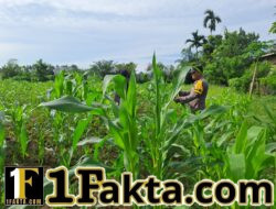 Aktif Bhabinkamtibmas Cek Tanaman Jagung Desa Binaan, Dalam Rangka Dukung Ketahanan Pangan Nasional