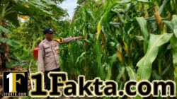 Dukung Swasembada Pangan Bhabinkamtibmas Polsek Siak Hulu Rutin Gelar Cek Perkembangan Jagung di Desa Binaannya