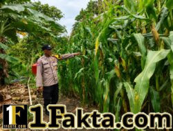 Dukung Swasembada Pangan Bhabinkamtibmas Polsek Siak Hulu Rutin Gelar Cek Perkembangan Jagung di Desa Binaannya