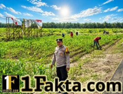 Bhabinkamtibmas Desa Pangkalan Baru Cek Perkembangan Tanaman Jagung KOPPSA-M Dukung Swasembada Pangan Nasional