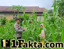 Polsek Bangkinang Barat Komitmen Wujudkan Swasembada Pangan di Wilayah Hukumnya Akan Menghasilkan dengan Maksimal