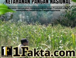 Perkuat Swasembada Pangan, Bhabinkamtibmas Siak Hulu Cek Perkembangan Tanaman Jagung