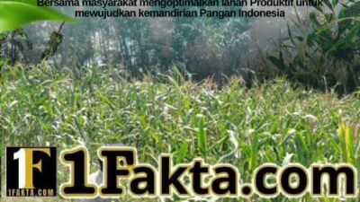 Perkuat Swasembada Pangan, Bhabinkamtibmas Siak Hulu Cek Perkembangan Tanaman Jagung