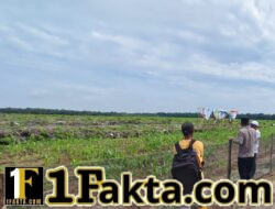 Kapolsek Siak Hulu dan Ketua KOPPSA-M Tinjau Perkembangan Tanaman Jagung di Desa Pangkalan Baru