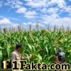 Tengah Kegiatan Sambang Desa, Bhabinkamtibmas Tanah Merah Pantau Perkembangan Jagung Warga
