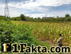 Polsek Bangkinang Barat Terus Berikan Pendampingan Petani di Desa Salo Timur untuk Perawatan Pertumbuhan Jagung Swasembada Pangan