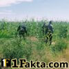 Cek Rutin Perkembangan Tumbuhan Jagung Terus Dilaksanakan oleh Personel Polsek Bangkinang Barat