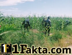 Cek Rutin Perkembangan Tumbuhan Jagung Terus Dilaksanakan oleh Personel Polsek Bangkinang Barat