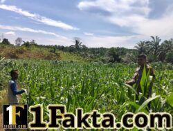 Bhabinkamtibmas Polsek Bangkinang Barat Aipda Syamsir Terus Pantau Perkembangan Tumbuhan Jagung di Desa Siabu