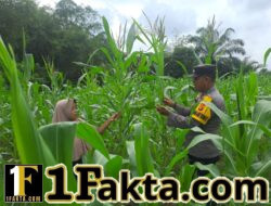 Personel Polsek Bangkinang Barat Terus Laksanakan Pendampingan Terhadap Petani Pemeliharaan Tanaman Jagung
