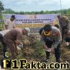 Personel Polsek Tapung Terus Lakukan Penanam Jagung Pipil Desa Sumber Makmur Wujudkan Swasembada Pangan