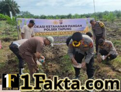 Personel Polsek Tapung Terus Lakukan Penanam Jagung Pipil Desa Sumber Makmur Wujudkan Swasembada Pangan