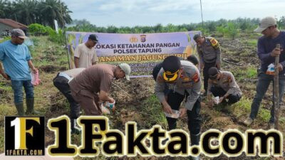 Personel Polsek Tapung Terus Lakukan Penanam Jagung Pipil Desa Sumber Makmur Wujudkan Swasembada Pangan