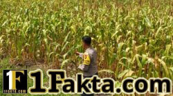 Wujudkan Swasembada Pangan Nasional Polsek Bangkinang Barat Pantau dan Cek Perkembangan Jagung di Desa Salo Timur
