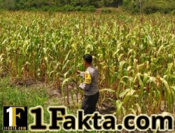 Wujudkan Swasembada Pangan Nasional Polsek Bangkinang Barat Pantau dan Cek Perkembangan Jagung di Desa Salo Timur