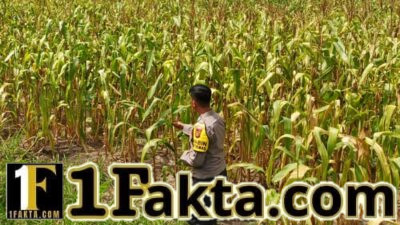 Wujudkan Swasembada Pangan Nasional Polsek Bangkinang Barat Pantau dan Cek Perkembangan Jagung di Desa Salo Timur