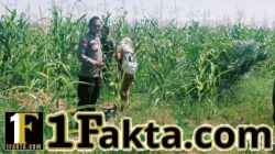 Aktif dan Rutin Pantau Perkembangan Tanaman Jagung Pipil Kuartal I PT Simas Sawit Aliantan oleh Bhabinkamtibmas polsek Bangkinang Barat