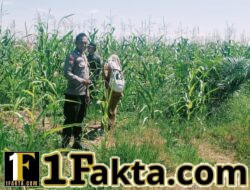 Aktif dan Rutin Pantau Perkembangan Tanaman Jagung Pipil Kuartal I PT Simas Sawit Aliantan oleh Bhabinkamtibmas polsek Bangkinang Barat