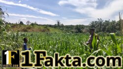 Pendampingan Pemeliharaan Tanaman Jagung Personel Polsek Bangkinang Barat Wujudkan Swasembada Pangan Nasional 2026