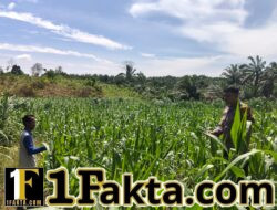 Pendampingan Pemeliharaan Tanaman Jagung Personel Polsek Bangkinang Barat Wujudkan Swasembada Pangan Nasional 2026