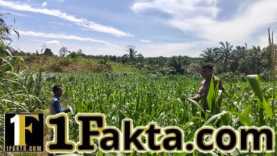 Pendampingan Pemeliharaan Tanaman Jagung Personel Polsek Bangkinang Barat Wujudkan Swasembada Pangan Nasional 2026