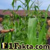 Aktif dan Rutin Polsek Bangkinang Barat Rawat Pertumbuhan Jagung Desa Pulau Jambu