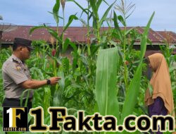 Aktif dan Rutin Polsek Bangkinang Barat Rawat Pertumbuhan Jagung Desa Pulau Jambu