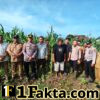 Kapolsek Tapung Bersama Kades Sei Putih Langsung Lakukan Pengecekan Tanaman Jagung Pipil