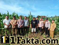 Kapolsek Tapung Bersama Kades Sei Putih Langsung Lakukan Pengecekan Tanaman Jagung Pipil