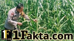 Kapolsek Bangkinang Barat Turun Lansung Cek Perkembangan Pertumbuhan Jagung di Lahan PT Simas Sawit Aliantan
