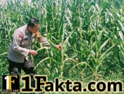 Kapolsek Bangkinang Barat Turun Lansung Cek Perkembangan Pertumbuhan Jagung di Lahan PT Simas Sawit Aliantan