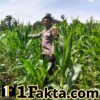 Bukan Hanya untuk Jaga Keamanan, Polsek Bangkinang Barat Terus Pantau Perkembangan Jagung di Desa Siabu