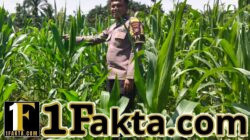 Bukan Hanya untuk Jaga Keamanan, Polsek Bangkinang Barat Terus Pantau Perkembangan Jagung di Desa Siabu