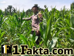 Bukan Hanya untuk Jaga Keamanan, Polsek Bangkinang Barat Terus Pantau Perkembangan Jagung di Desa Siabu