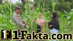 Bhabinkamtibmas Polsek Bangkinang Barat Monitor Lahan Ketahanan Pangan Desa Pulau Jambu